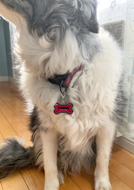 Dog tag